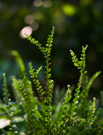 Encouragement de la biodiversité